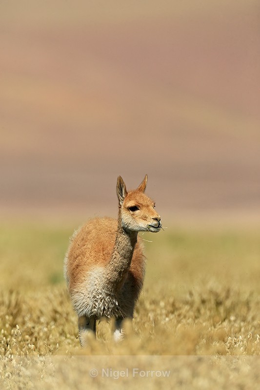 Vicuna feeding in grass, Chile - Vicuna