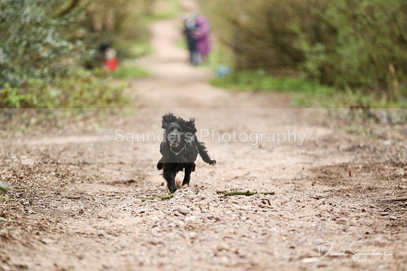 SPXX3913 - Endurance Dogs