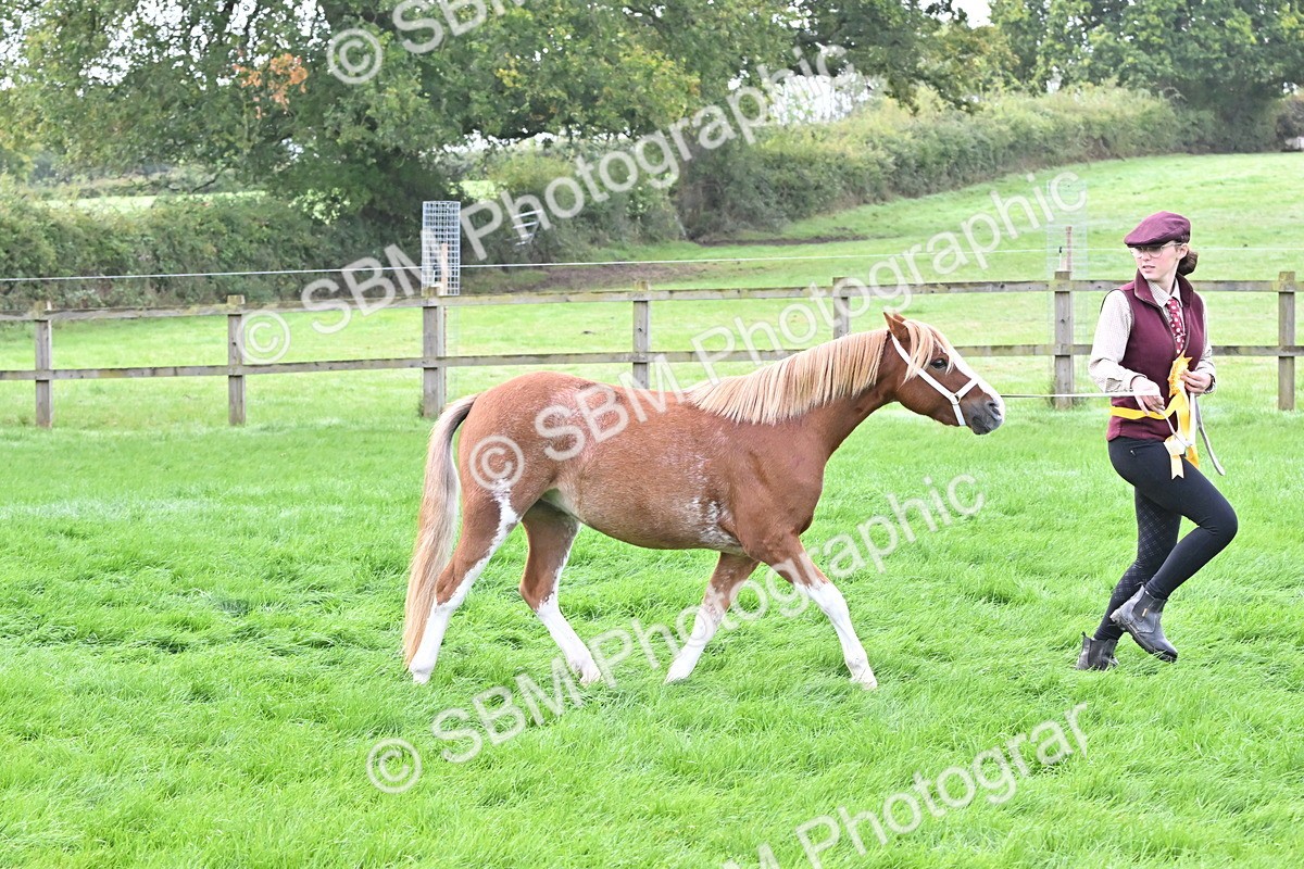 SBM_57014 - S45 - Coloured Pony In Hand
