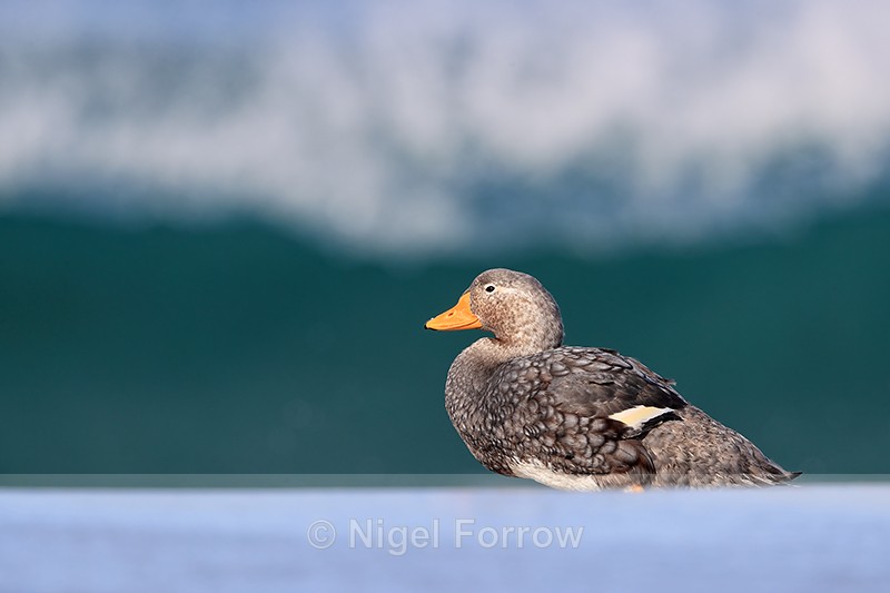 Falkland Flightless Steamerduck (male), Sea Lion Island - Falkland Flightless Steamerduck