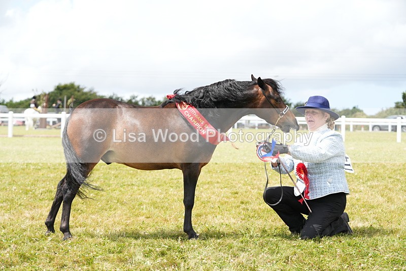 DSC06654 - Miniature Horse Championship