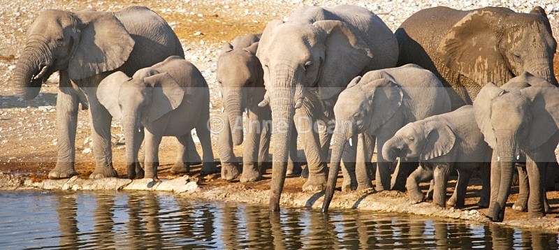 Thirsty work - Namibian wildlife