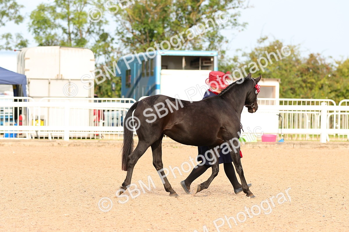 SBM_16594 - Class 702 - IH Show Horse - Pony