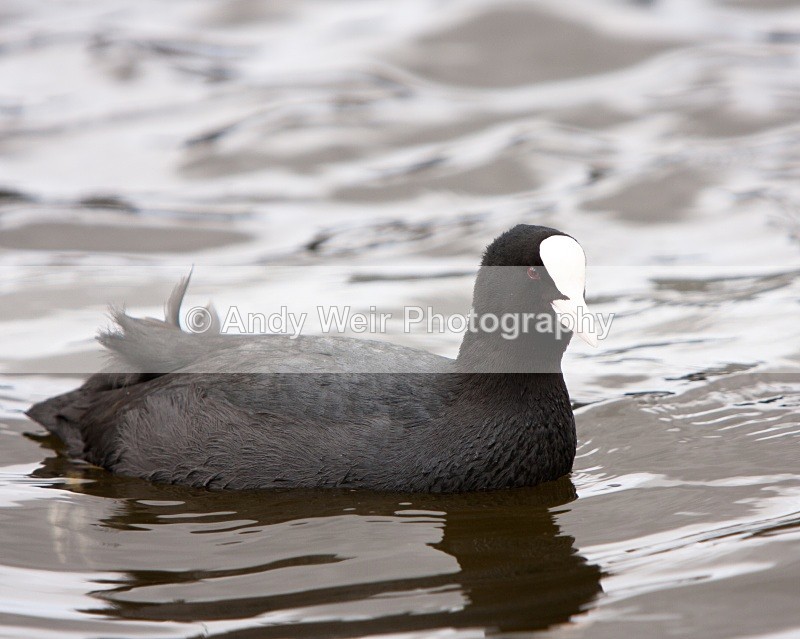 20100314-014 - Rails & Coots
