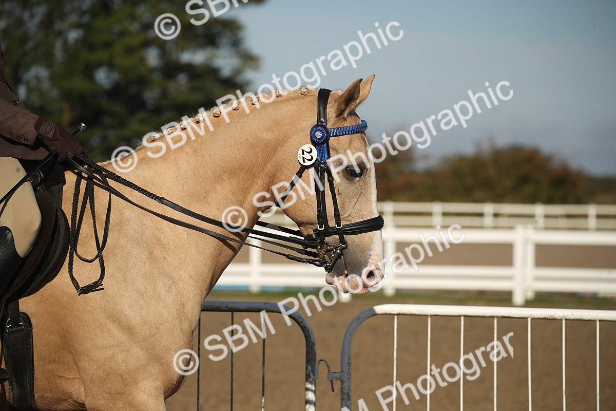 SBM_11249 - Class 501 -Riding Club Pony