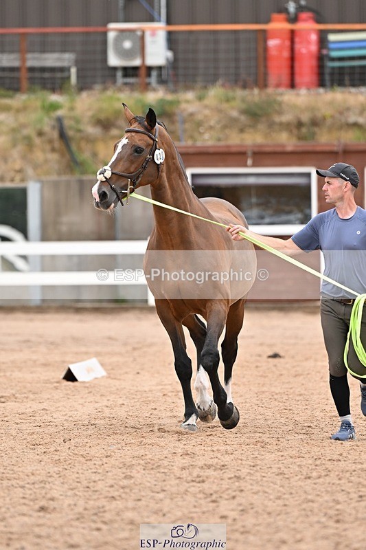 250716-160301-02362 - Trot Up 3.30 to 4.30