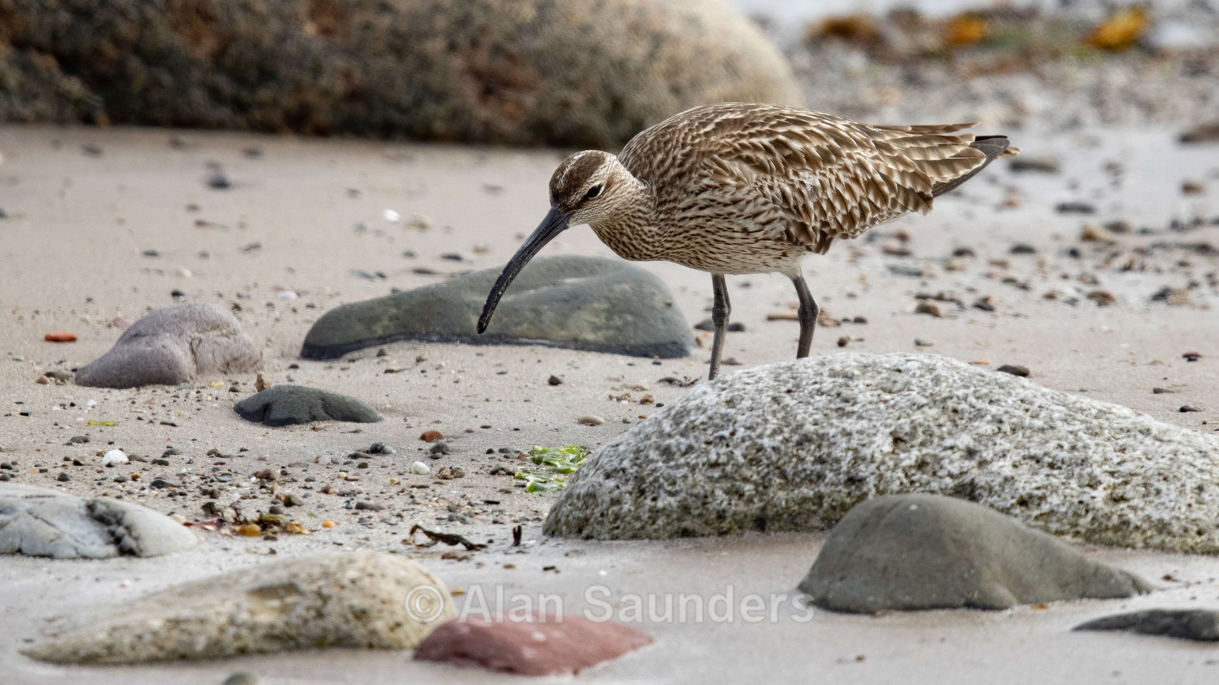 Eurasian Whimbrel 9
