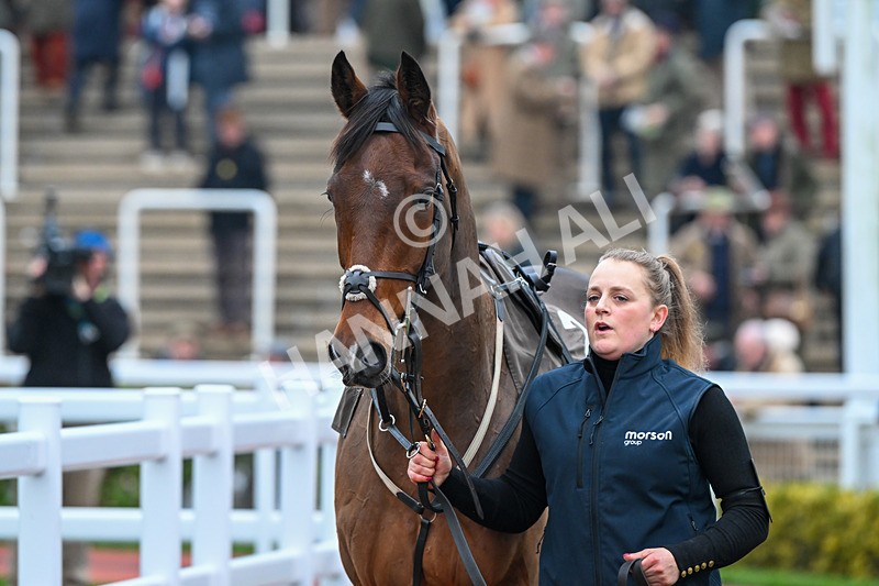 151124-Race 5-Paddock-Potters Charm-8339 - Race 5