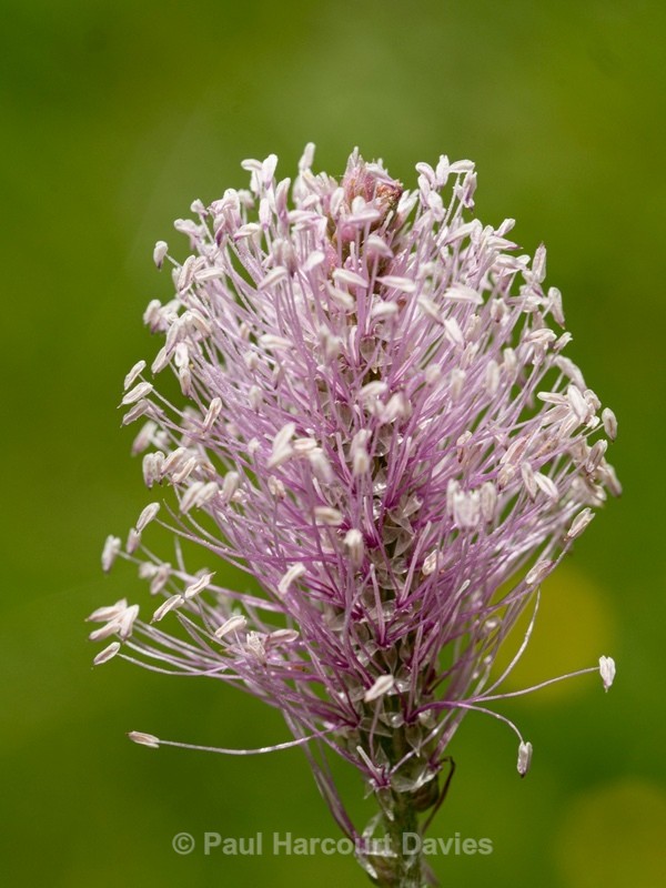 Hoary plantain (Plantago media)  - Wild Flowers - 1