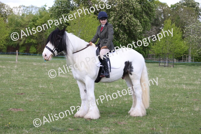 20250427-4098 - Class 34 - Best Riding Horse Over 14.2hh