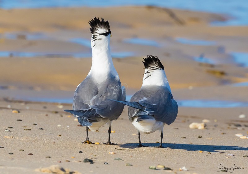 Breeding Pair 8