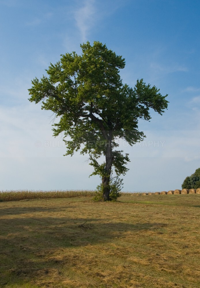 SummerGeorgie - The Tree Project