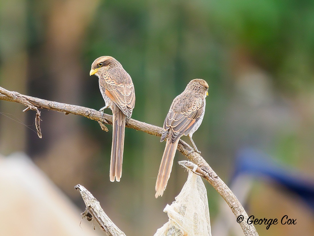 Yellow-billed Shrike - Gambia 2025