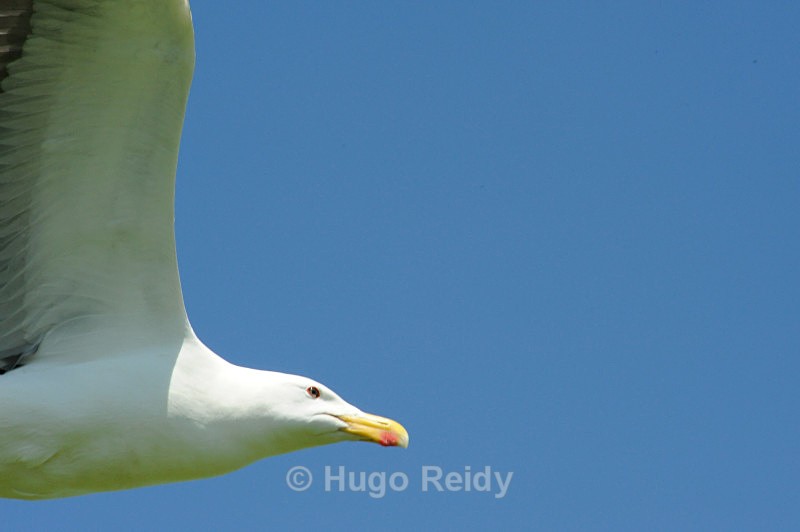  - Saltee Islands Birdlife