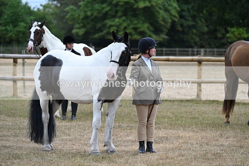 WJ7_9777 - Class 5a Most Handsome Gelding (above 14.2hh)