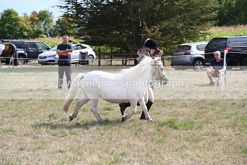 WJ6_6922 - Class 21 Shetland & Mini Horses