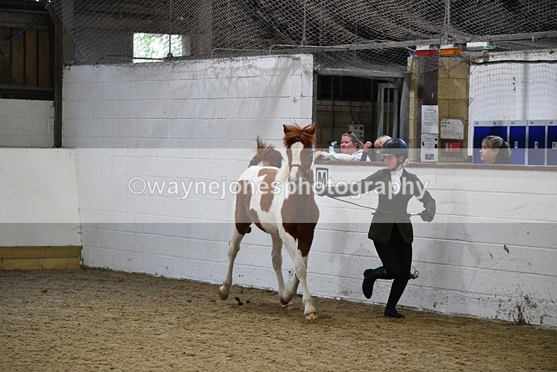 WJ5_3423 - Class 1 Youngstock