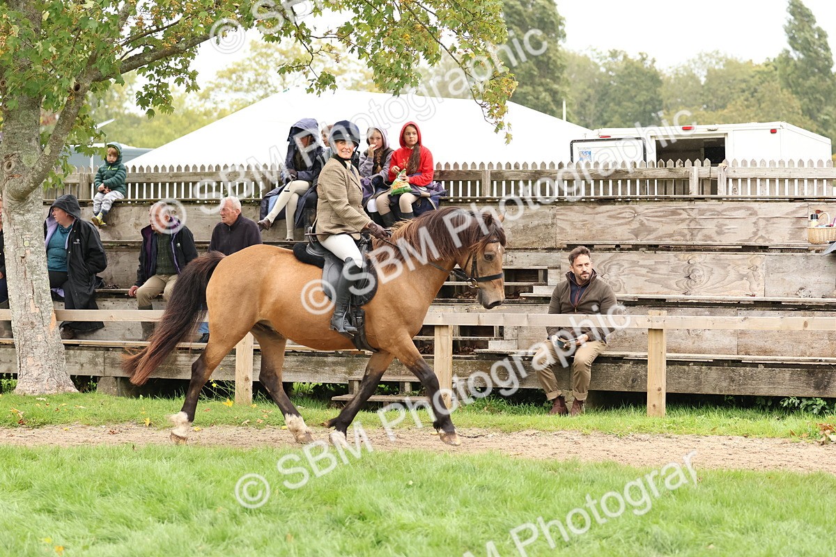 SBM_69581 - S62 - Mountain & Moorland Ridden Large Breeds