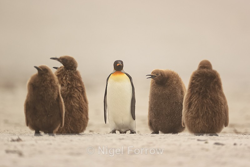 King Penguin adult oversees chicks, Saunders Island, Falklands - King Penguin