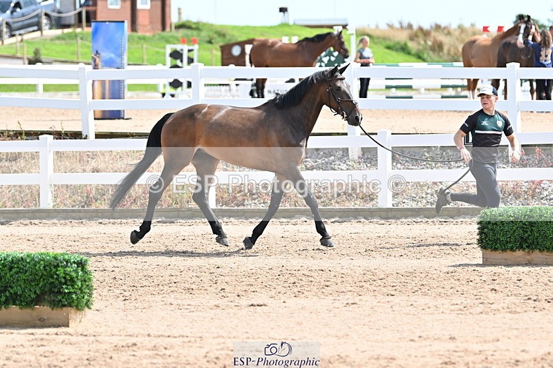 240717A-151123-02617 - Trot Up 3pm to 4pm