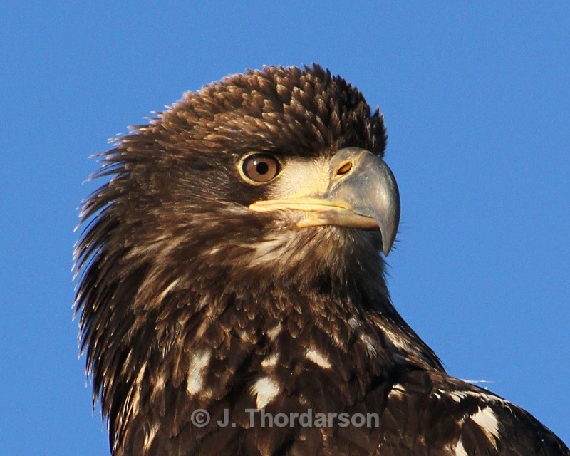 - Bald Eagles