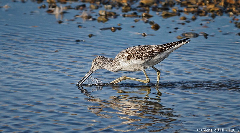 Greenshank (Tringa nebularia) feeding - ARPS Panel