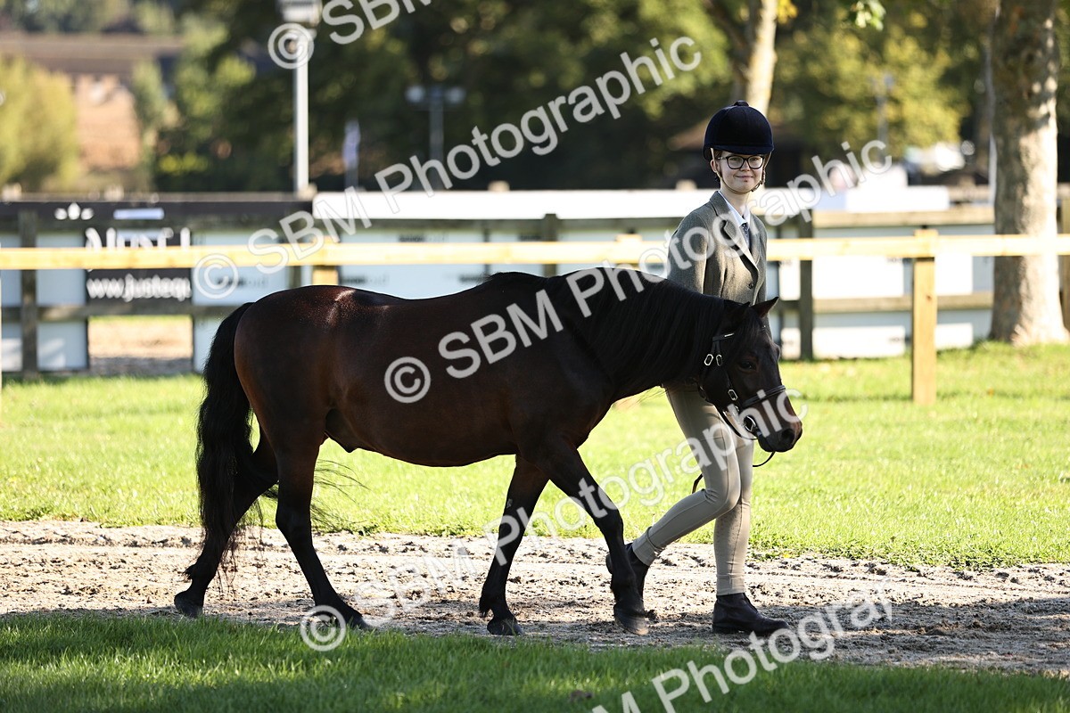 SBM_15836 - S1 - TSR in Hand Horse & Pony Showing