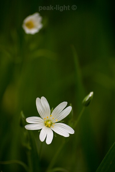 Spring Flowers - Lucky Dip