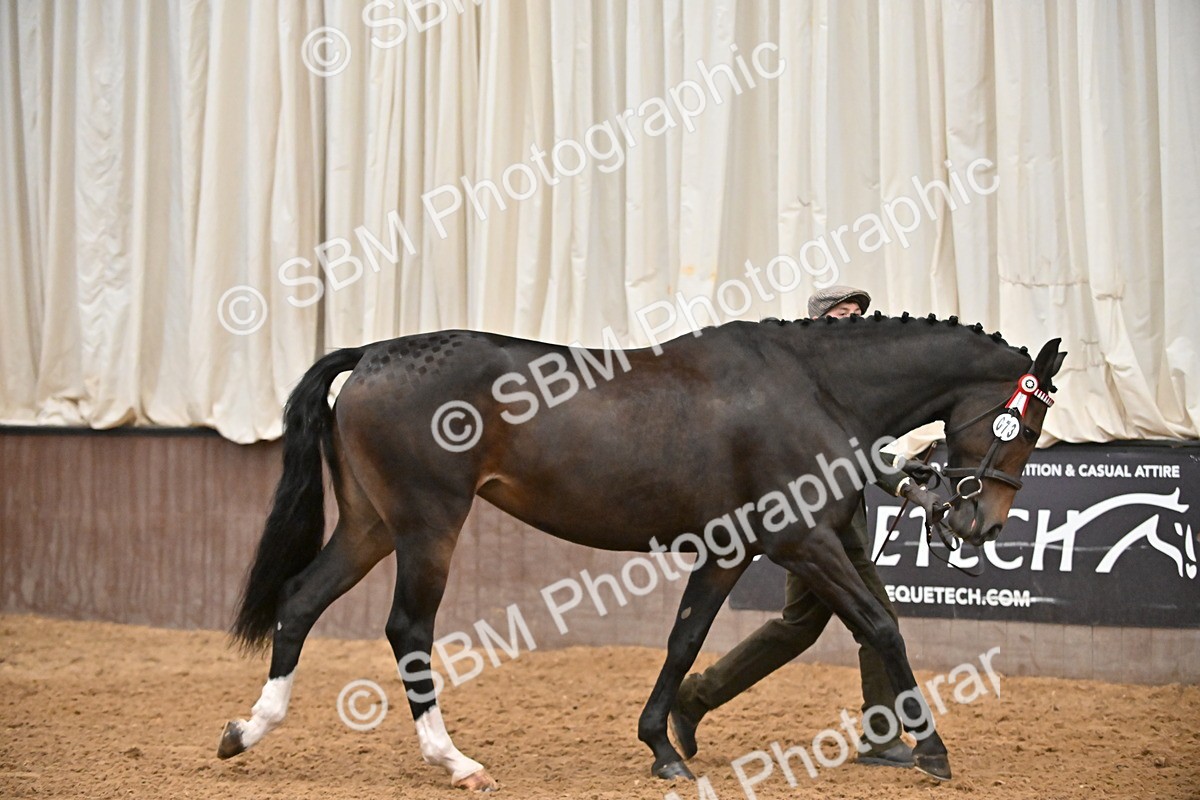 EB7_8393 - Class 3 - In Hand Foreign Breeds & Warmbloods