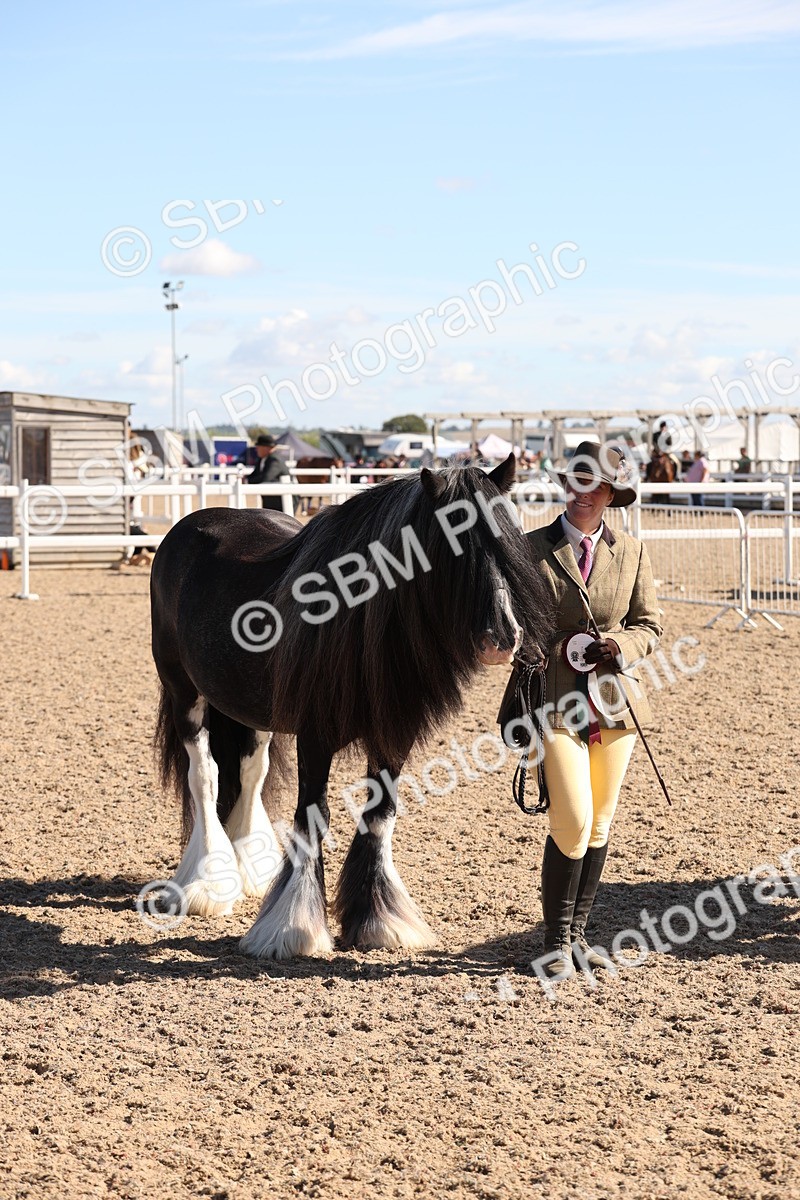 SBM_12971 - Class 206 - IH Non Show Type Pony