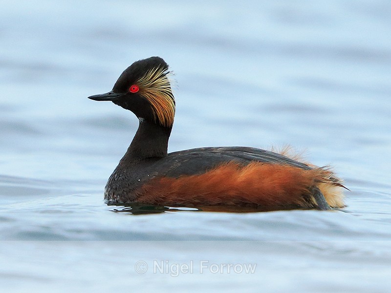 Black-necked Grebe (summer plumage) on the water at Farmoor Reservoir - Black-necked Grebe