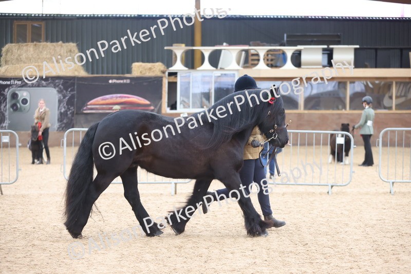 20251109-1071 - Class 29 - Geldings 4 Years and over