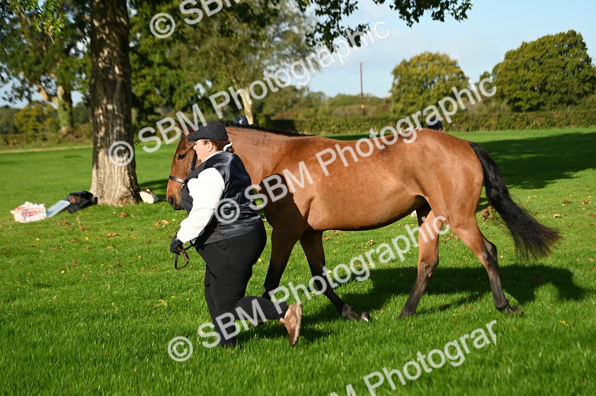 SBM_14786 - S1 - TSR in Hand Horse & Pony Showing