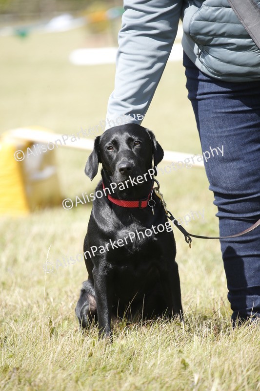 20250831-3800 - Dog Show