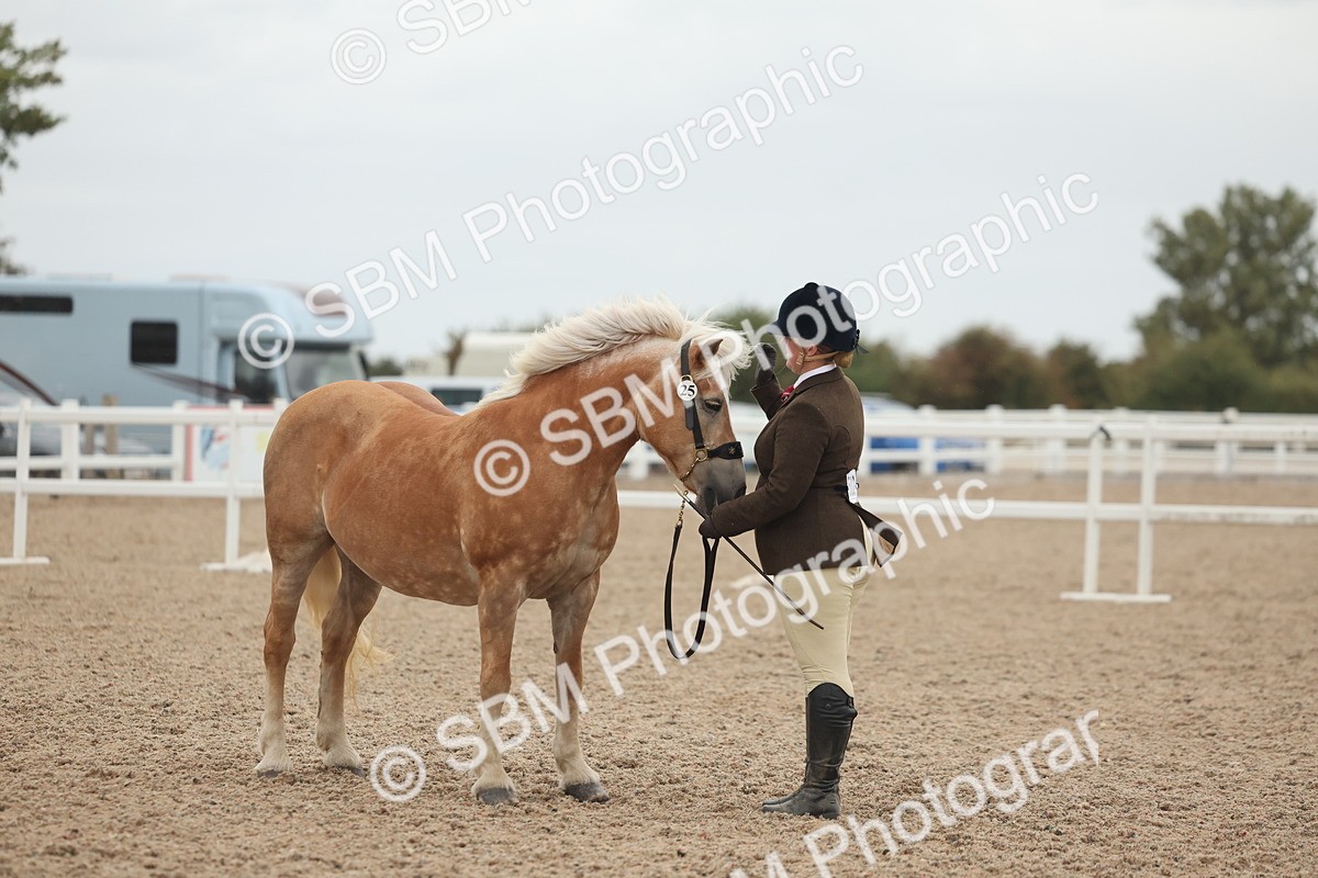 SBM_19380 - Class 317 - IH Pure Bred Horse-Pony
