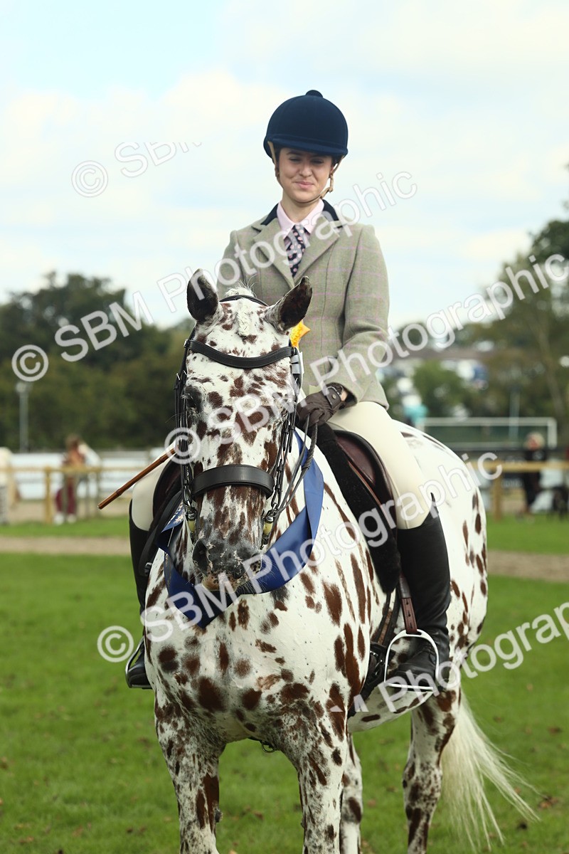 SBM_62539 - S62 - Foreign Breeds Ridden