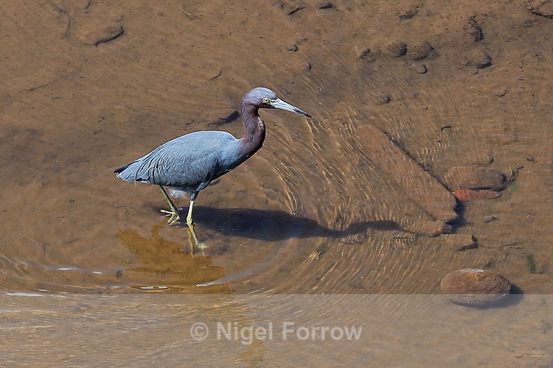 Little Blue Heron, Rio Tarcoles, Costa Rica - Little Blue Heron