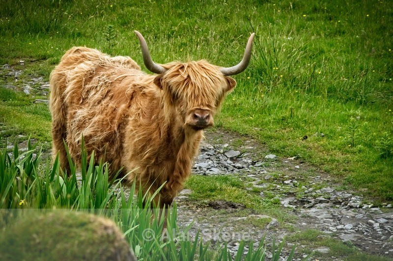 DSC01976 - Lismore West Scotland