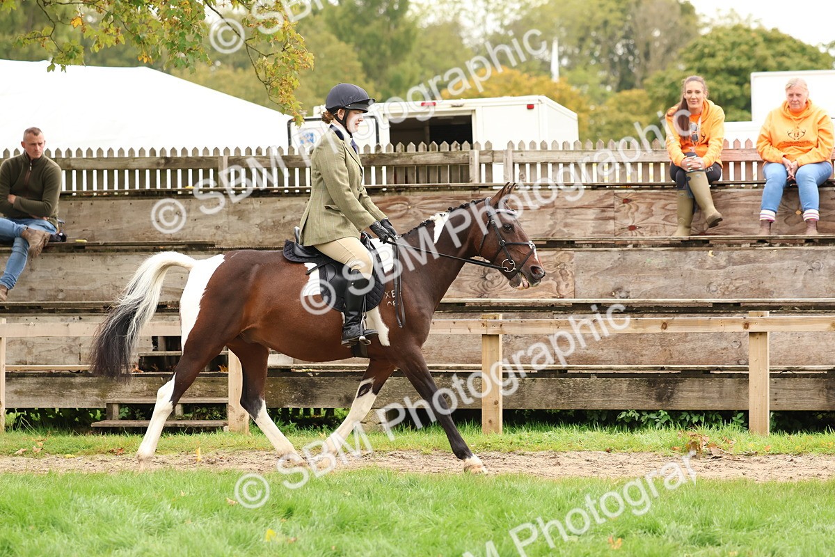 SBM_59883 - S36 - Rehabiliated Rescue Horse & Pony In Hand & Ridden