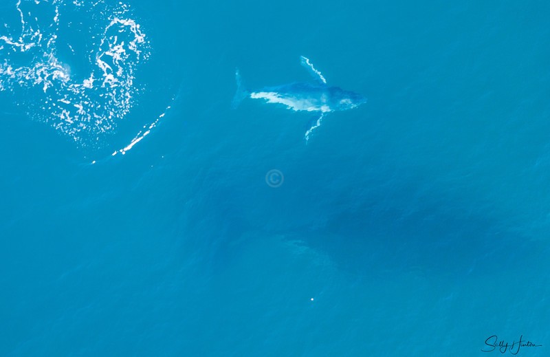 Humpback Baby 7