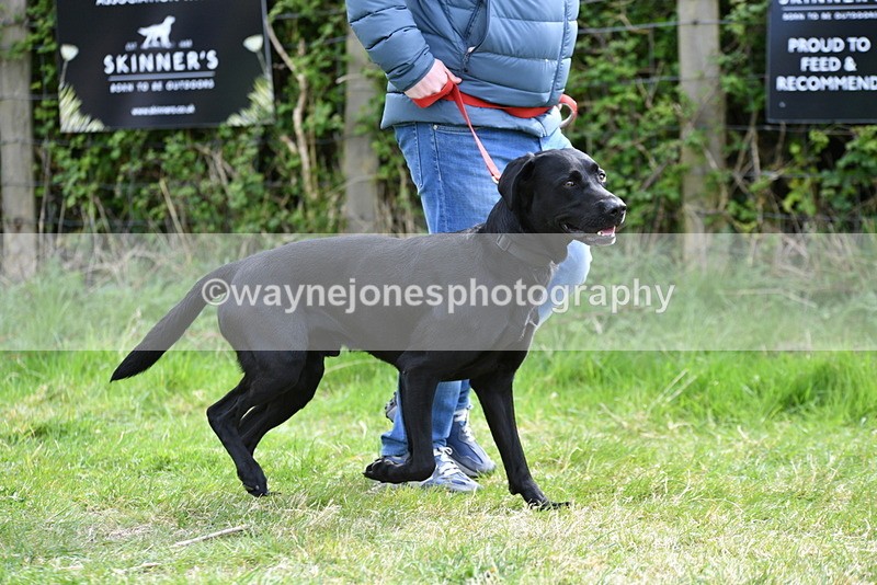 WJ5_9593 - Class 3 Most Handsome Dog