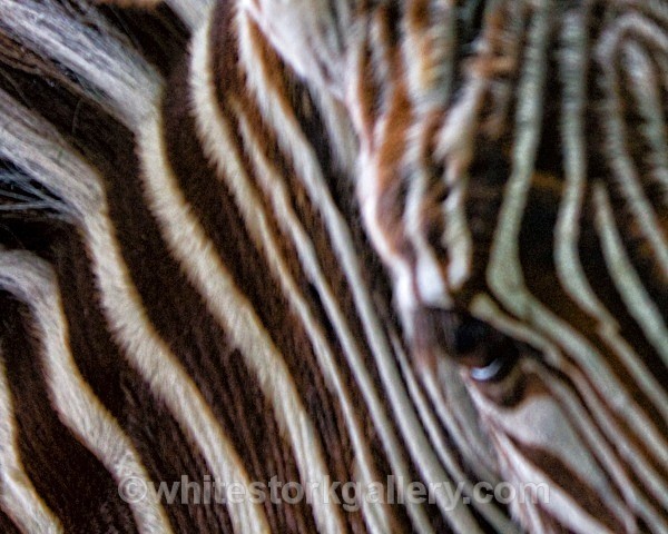 Zebra - Wildlife and Animals