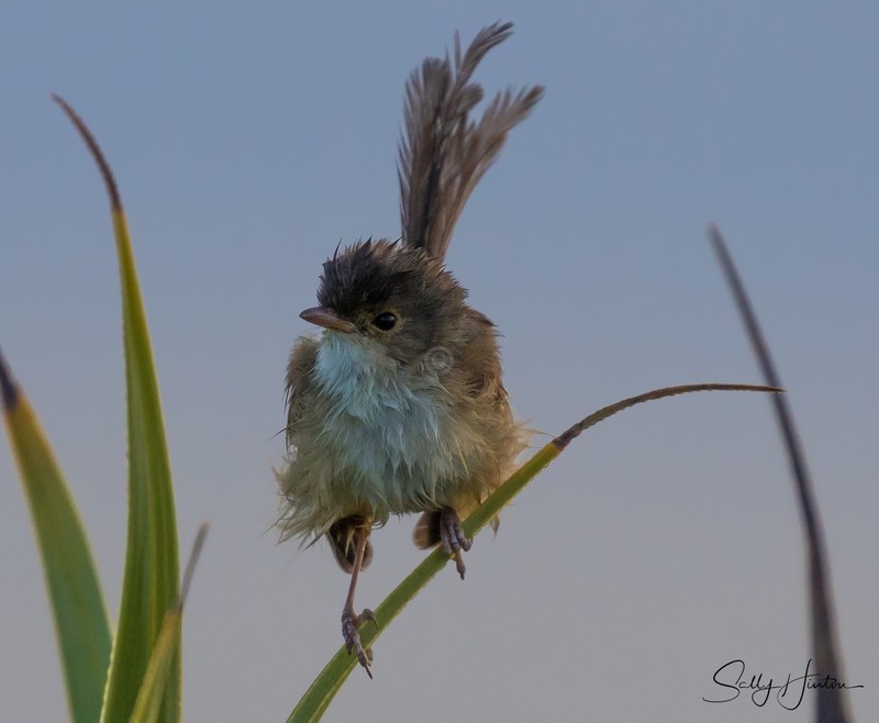 Red Wren Female 5