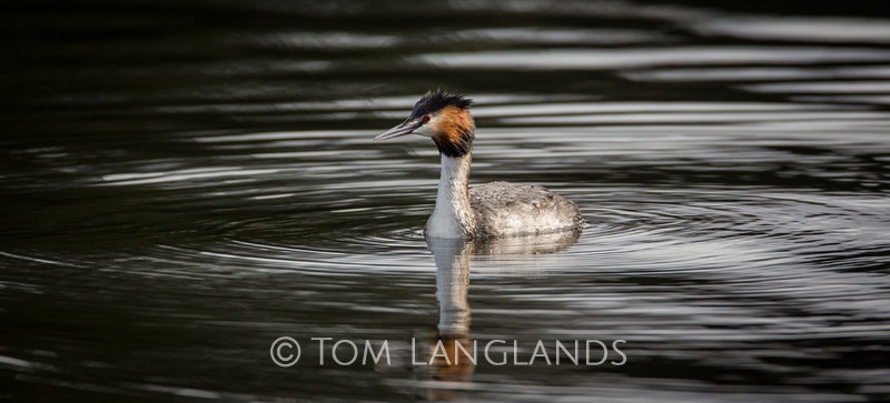 Great Crested Grebe - All Other Birds
