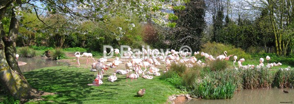 Flamingos