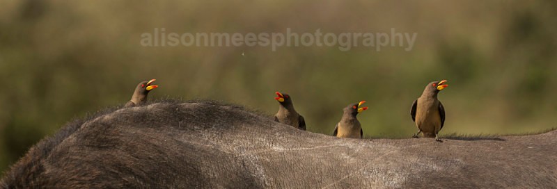  - African Safaris