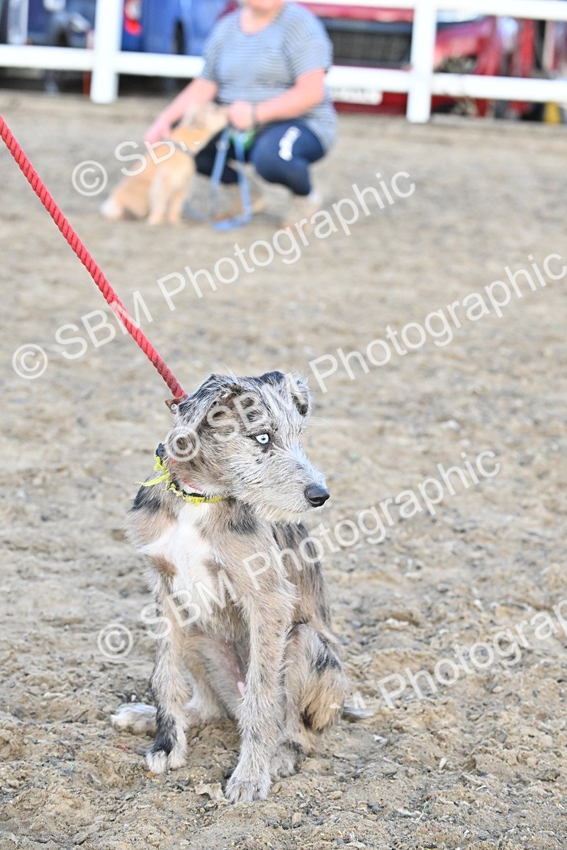 SBM_09613 - Lorry Dogs