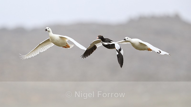 Three Kelp Geese in flight, Carcass Island, Falklands - Kelp Goose