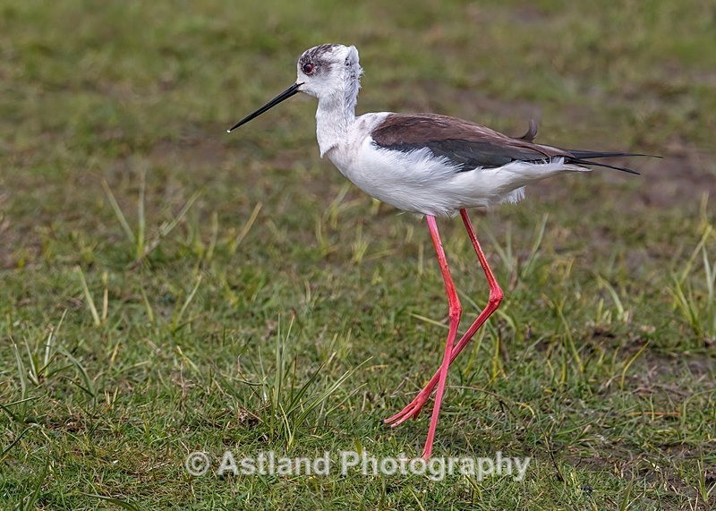Astland Photography, Bird and Wildlife Images, Susan and Peter Wilson, U.K.
