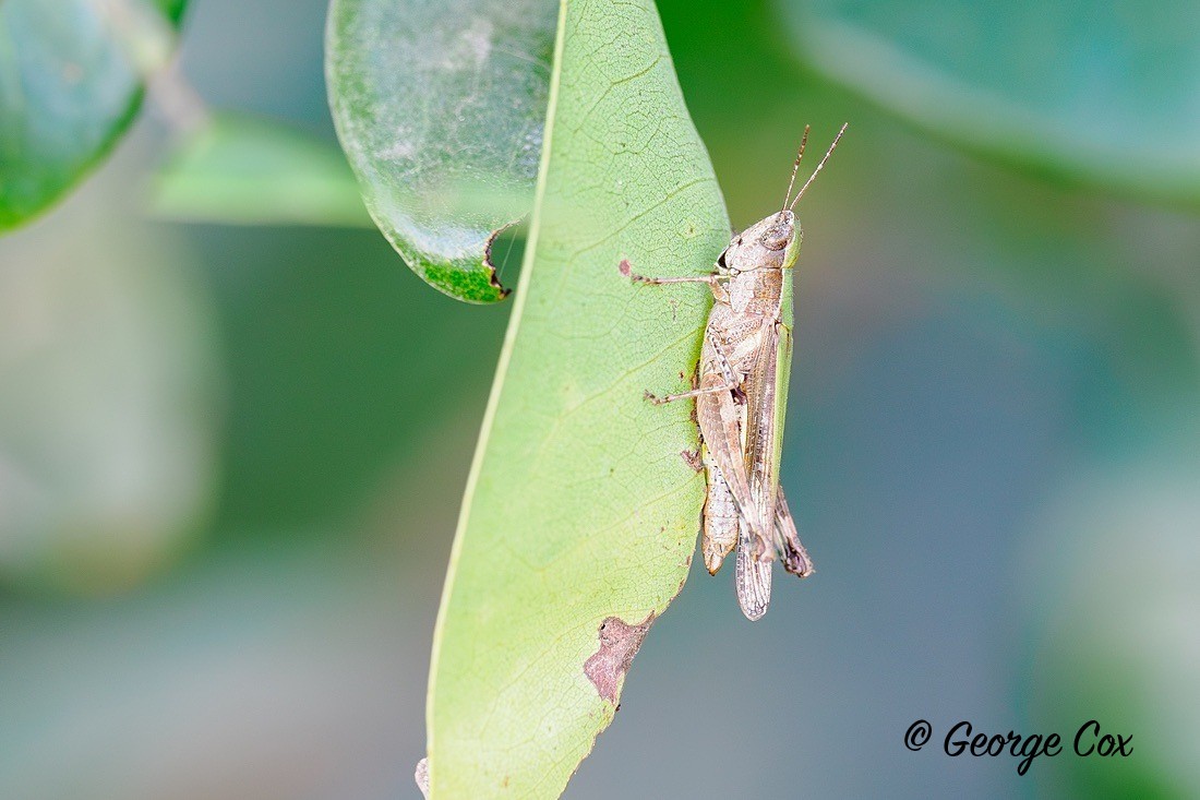 Grasshopper - Gambia 2025